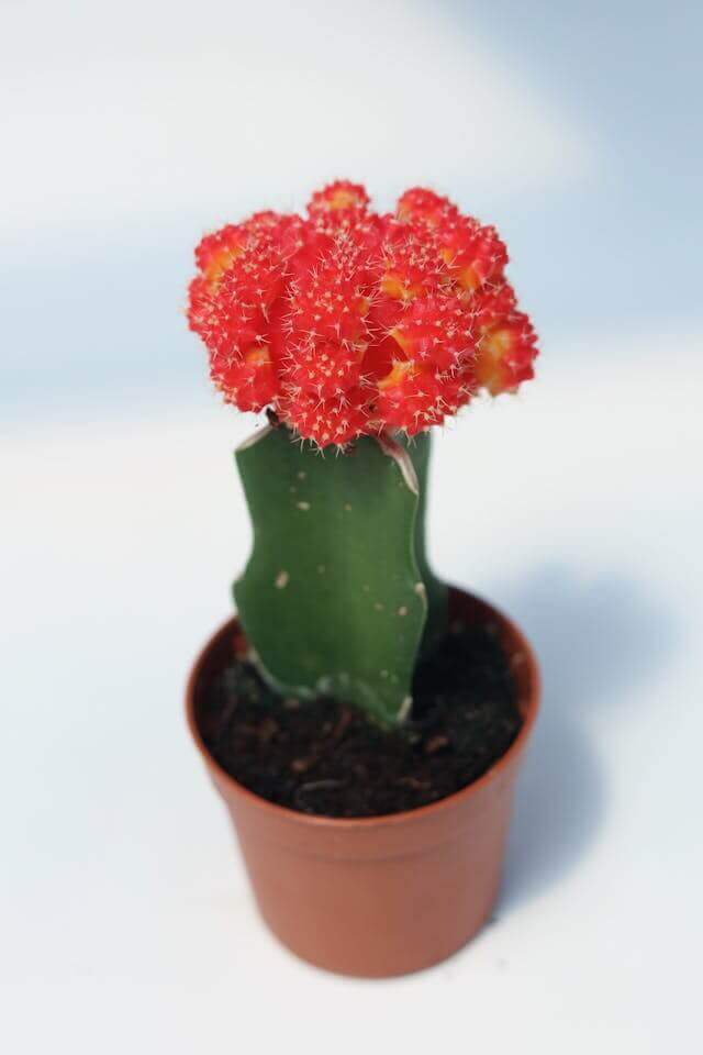 Moon Cactus