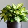 Golden Pothos