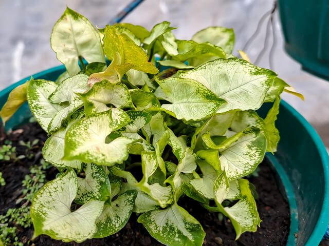 Arrowhead Plant