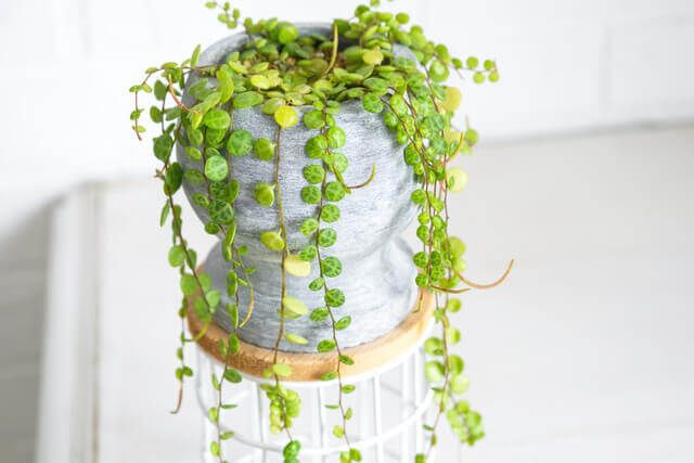 String of Turtles