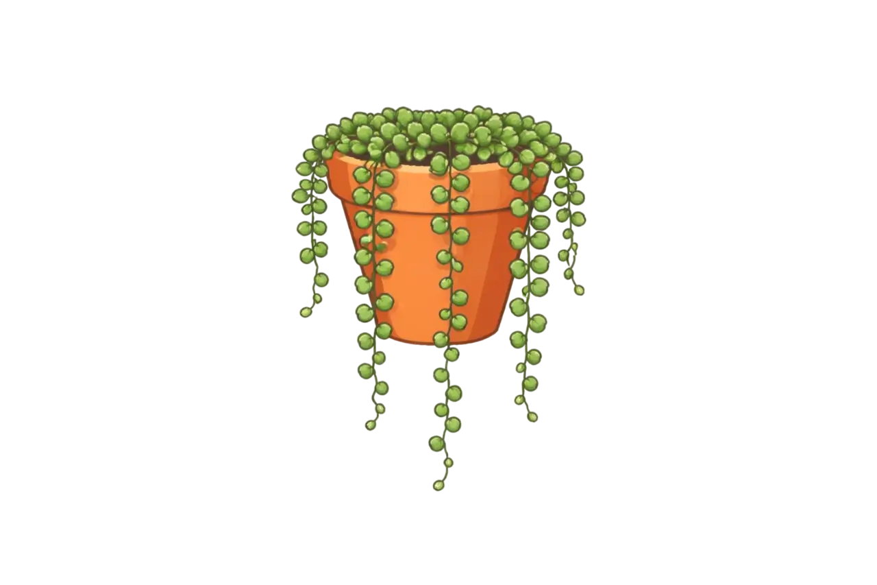 String of Pearls