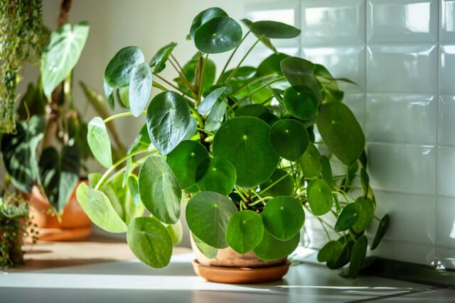 Chinese Money Plant