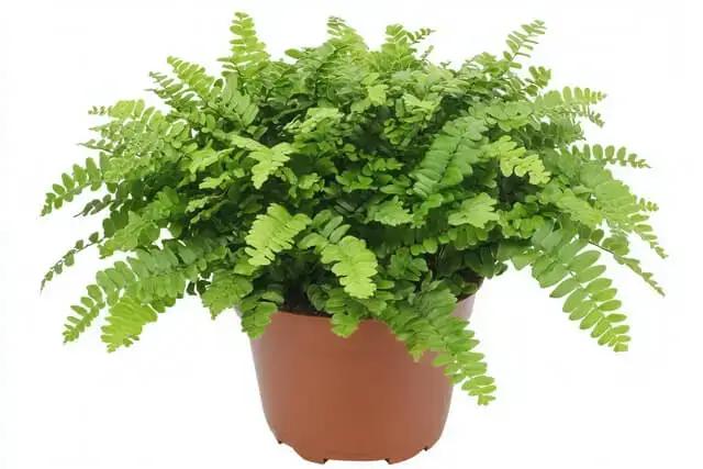 Maidenhair Fern