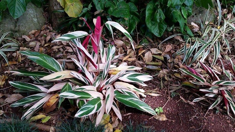 Stromanthe Triostar