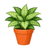 Chinese Evergreen