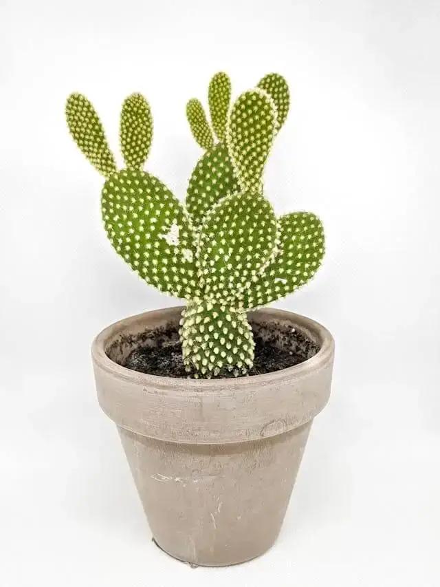Bunny Ear Cactus