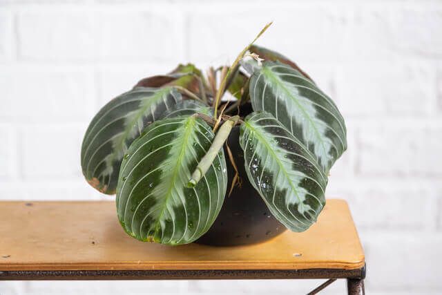 Prayer Plant
