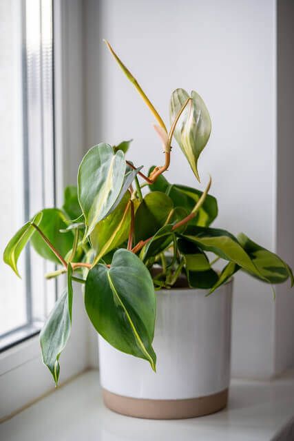Philodendron Brasil