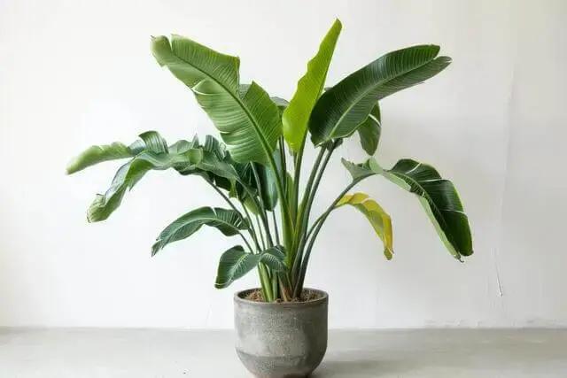 Bird of Paradise
