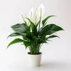 Peace Lily