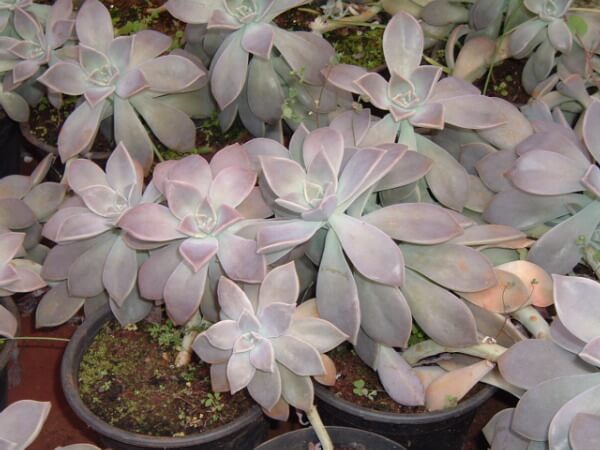 Ghost Plant