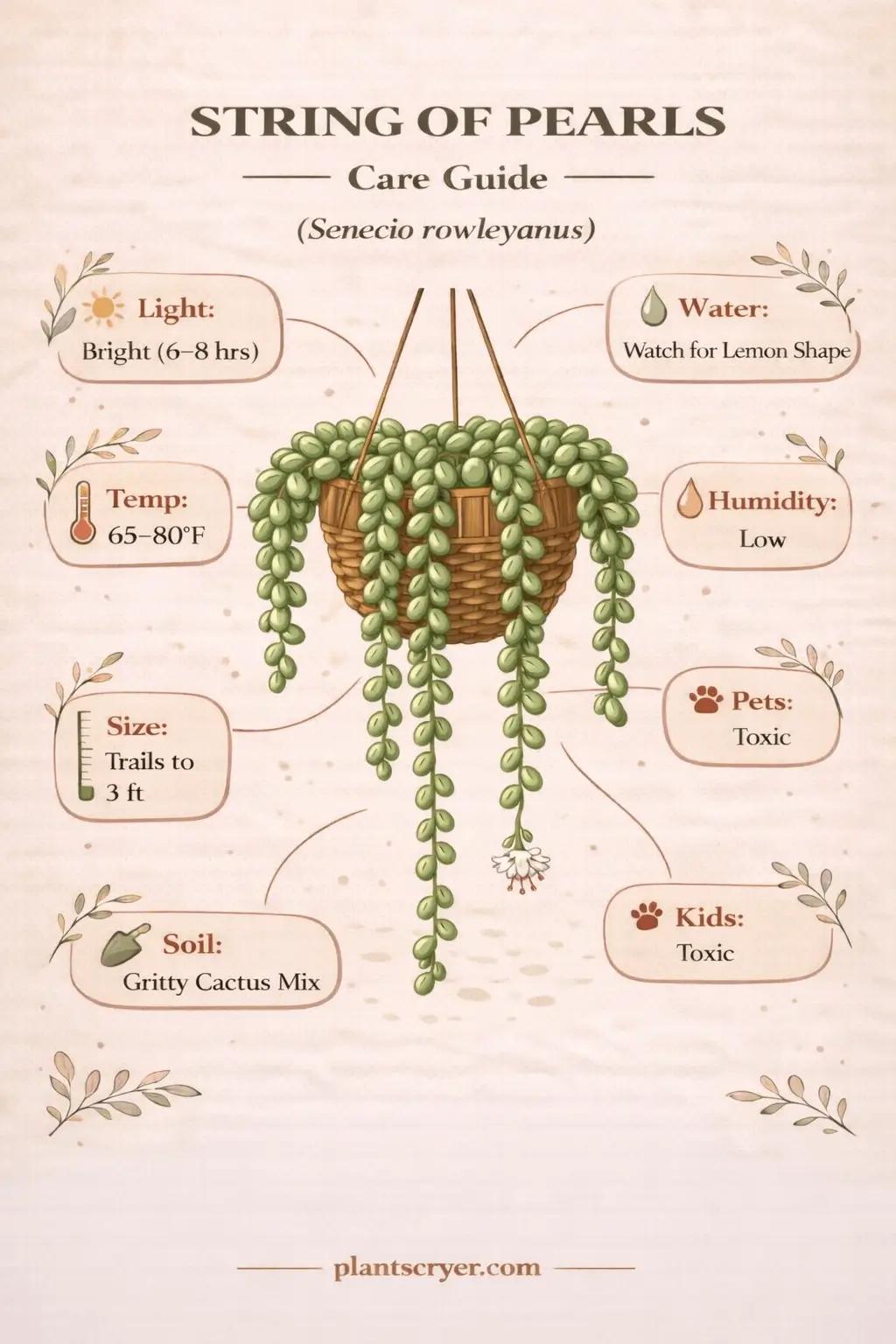 String of Pearls Care Guide