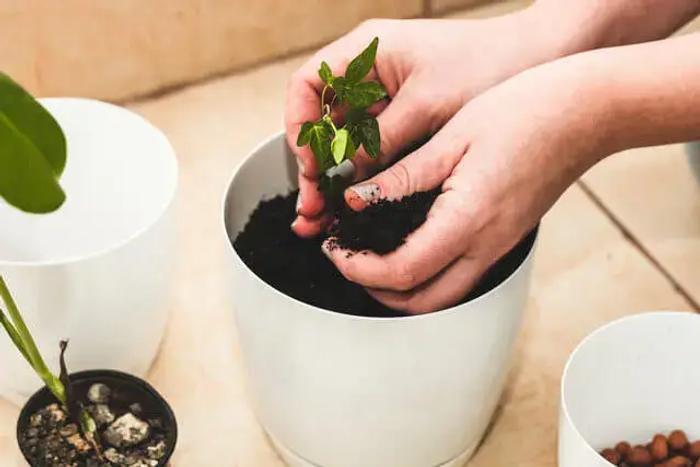 Hands repotting a small green plant into a white indoor planter.