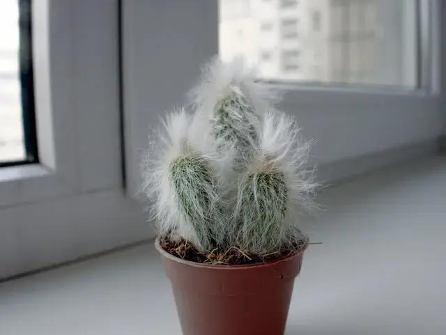 Espostoa Cactus