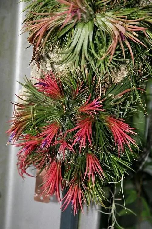 Sky Plant