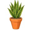 Snake Plant