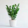 ZZ Plant