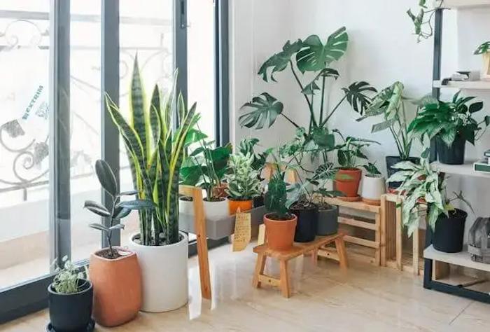 Collection of indoor plants by a window