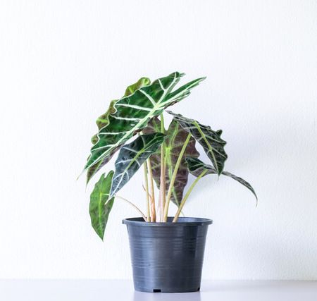 African Mask Plant