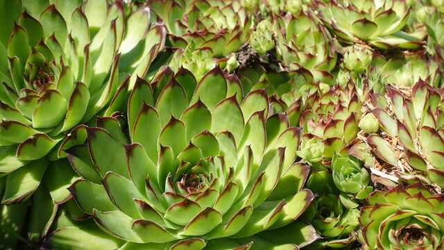 Hen and Chicks