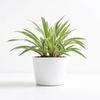 Spider Plant