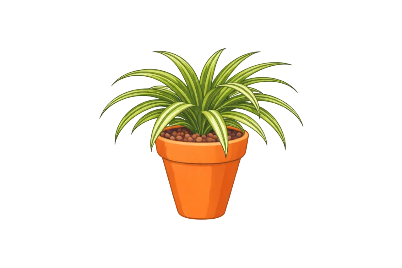 Spider Plant