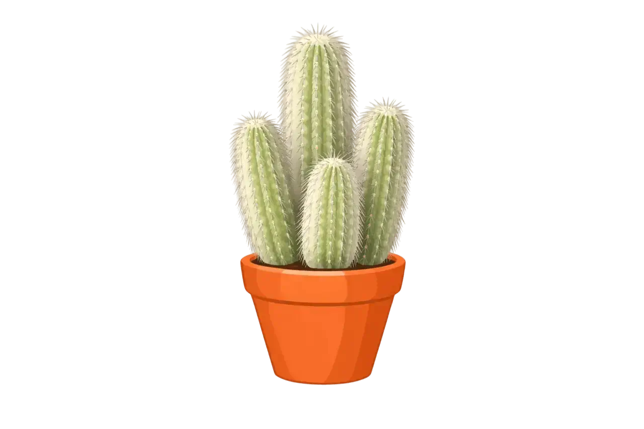 Espostoa Cactus