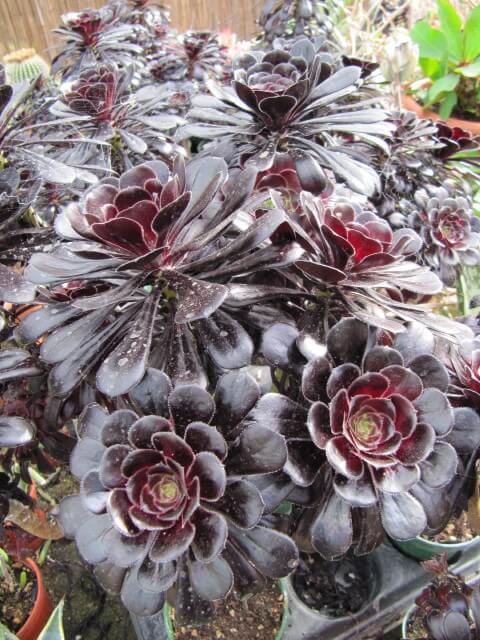 Tree Aeonium