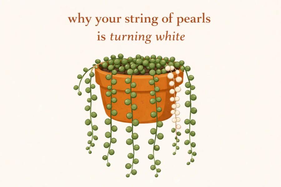 String of pearls plant turning white from sunburn, showing pale shriveled pearls alongside healthy green beads in a terracotta pot, illustrated in a flat vector cottagecore botanical style