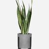 Snake Plant