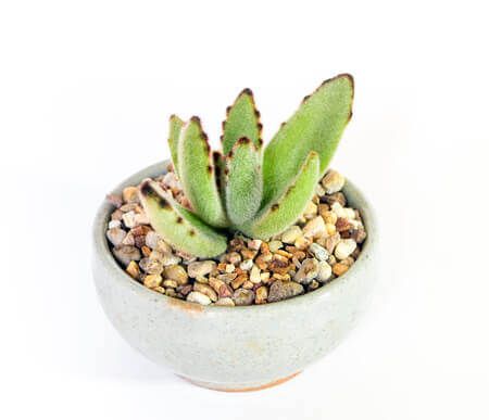 Panda Plant
