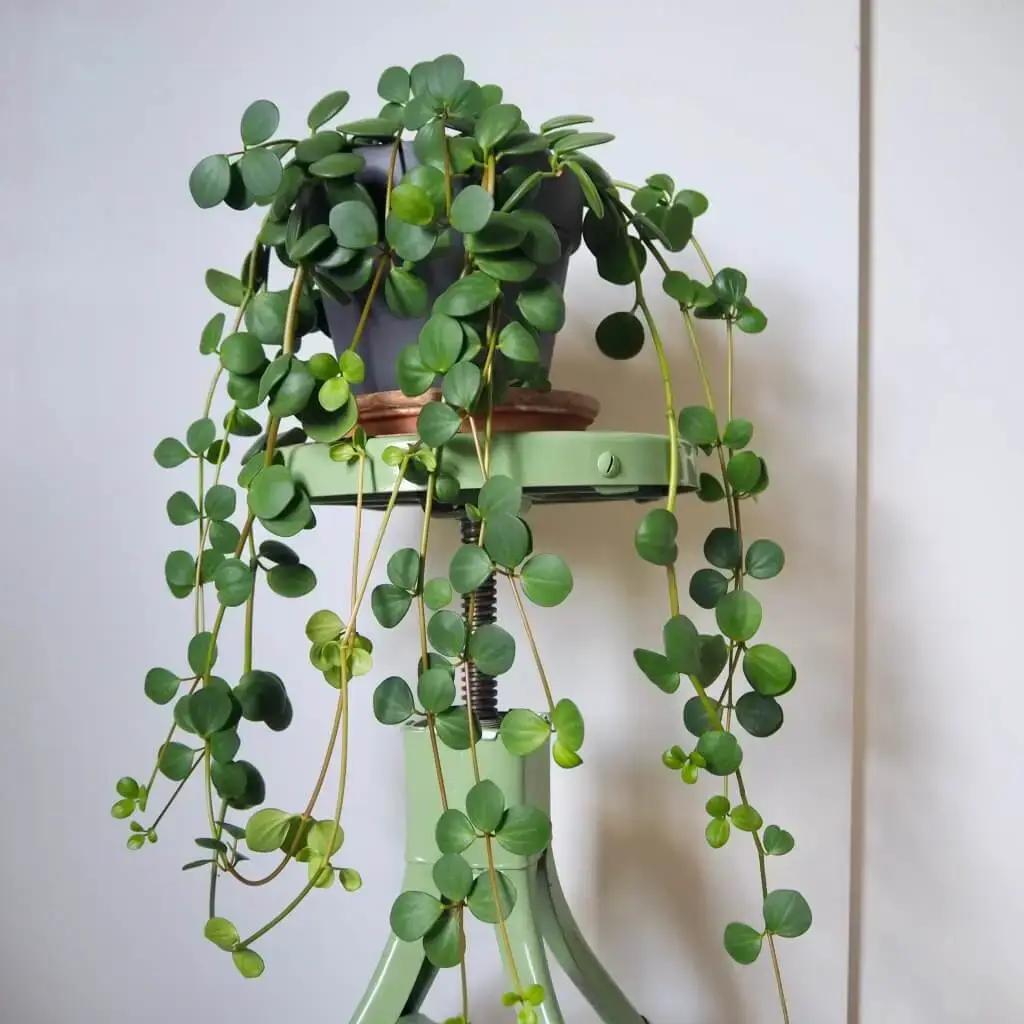 Peperomia Hope