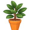 Rubber Plant