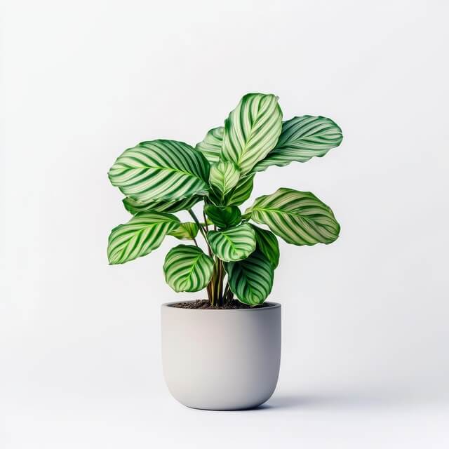 Calathea Orbifolia