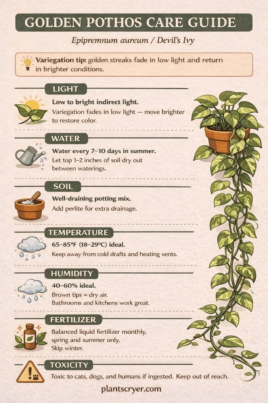 Golden Pothos Care Guide