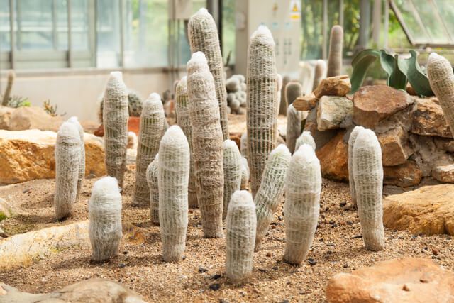 Old Man Cactus
