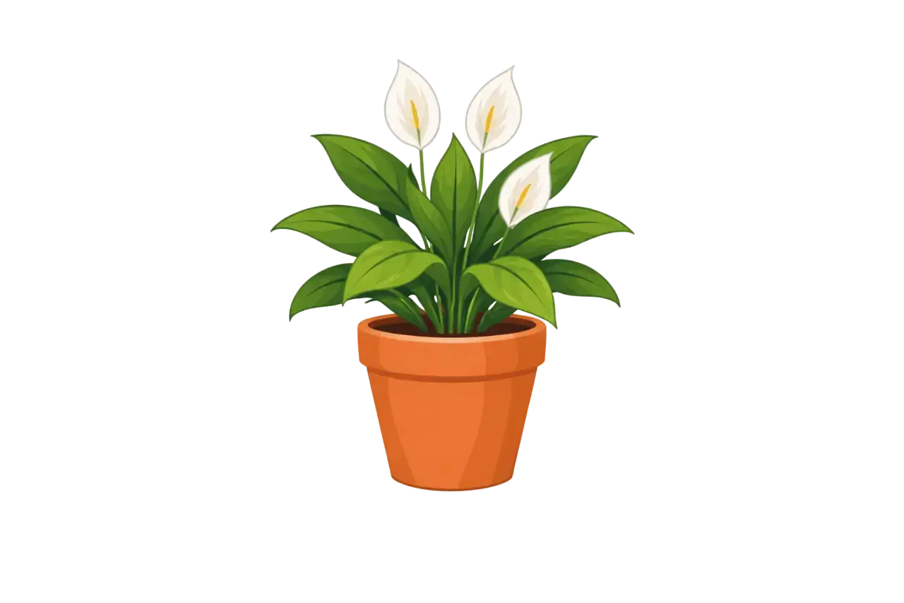Peace Lily