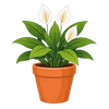 Peace Lily