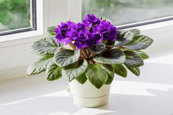 African Violet