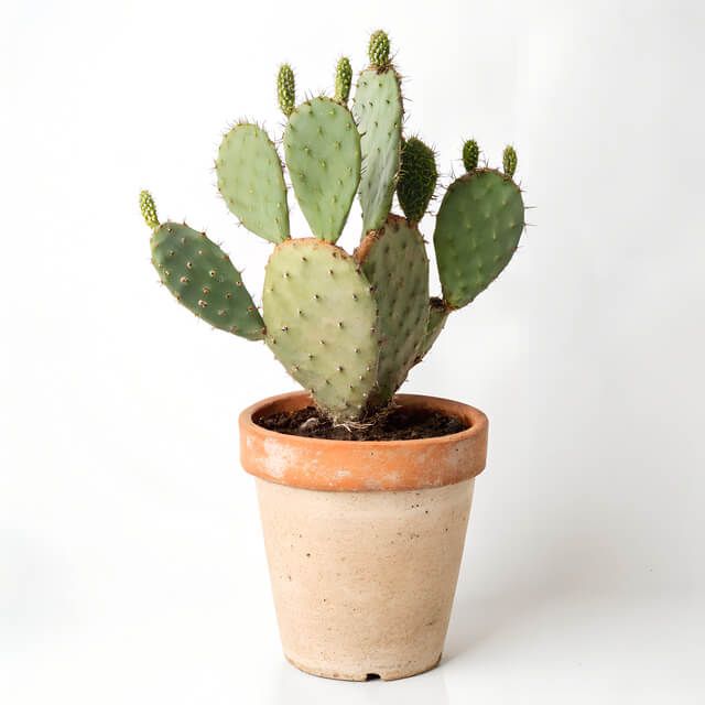 Prickly Pear Cactus