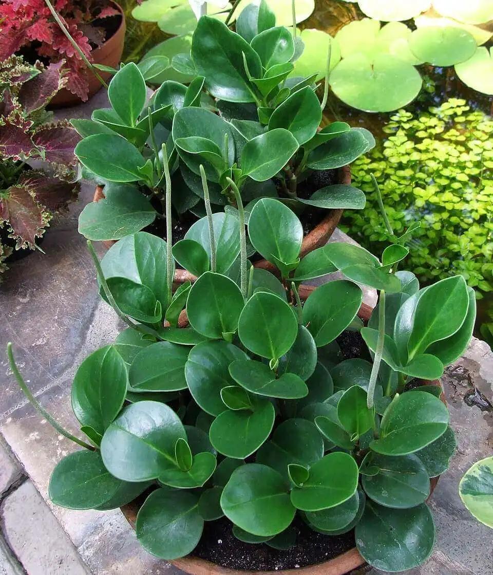 Baby Rubber Plant