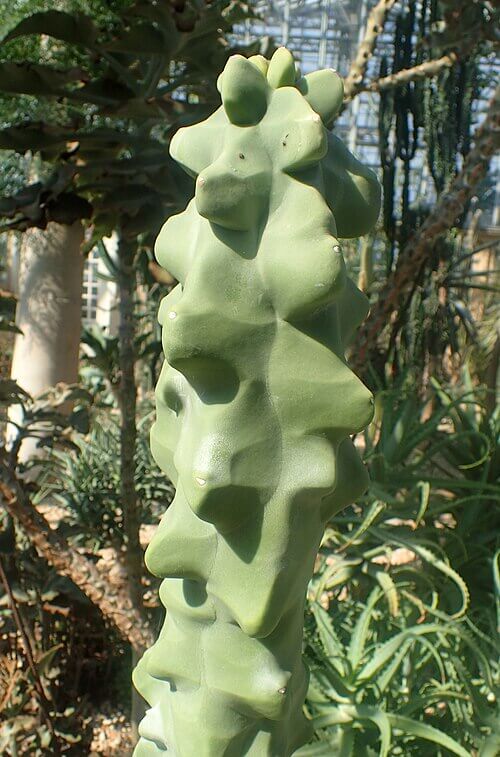 Totem Pole Cactus