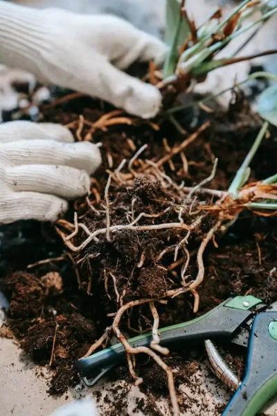 Root Rot vs. Soil Mold: How to Tell the Difference
