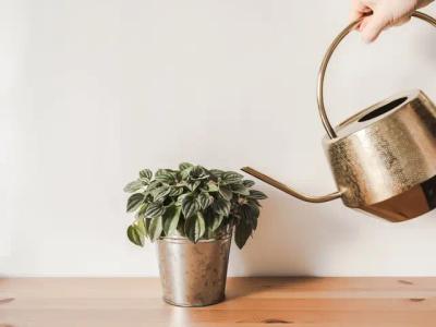 Why Is My Plant Drooping? Top Causes & Easy Fixes