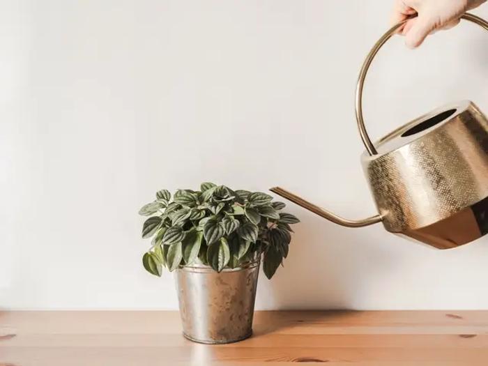 House plant sitting on a shelf being watered from a watering can