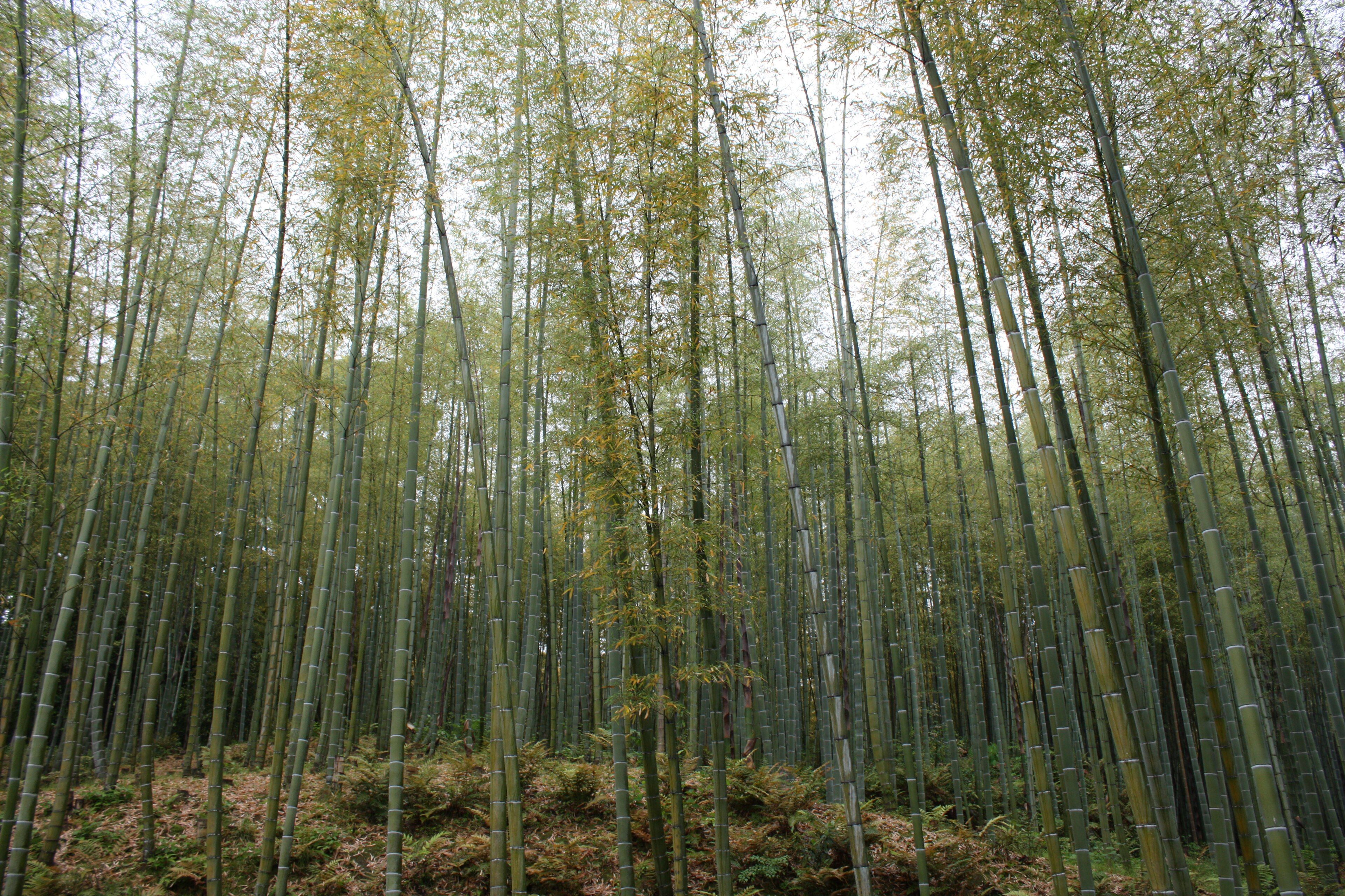 Bosque de Bambú de Arashiyama