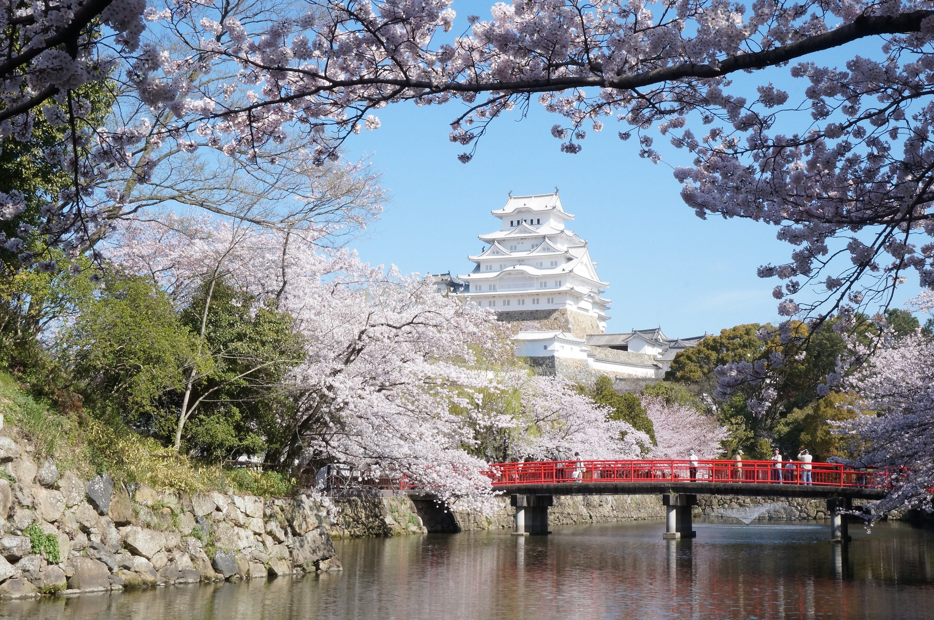 Castillo japonés entre cerezos