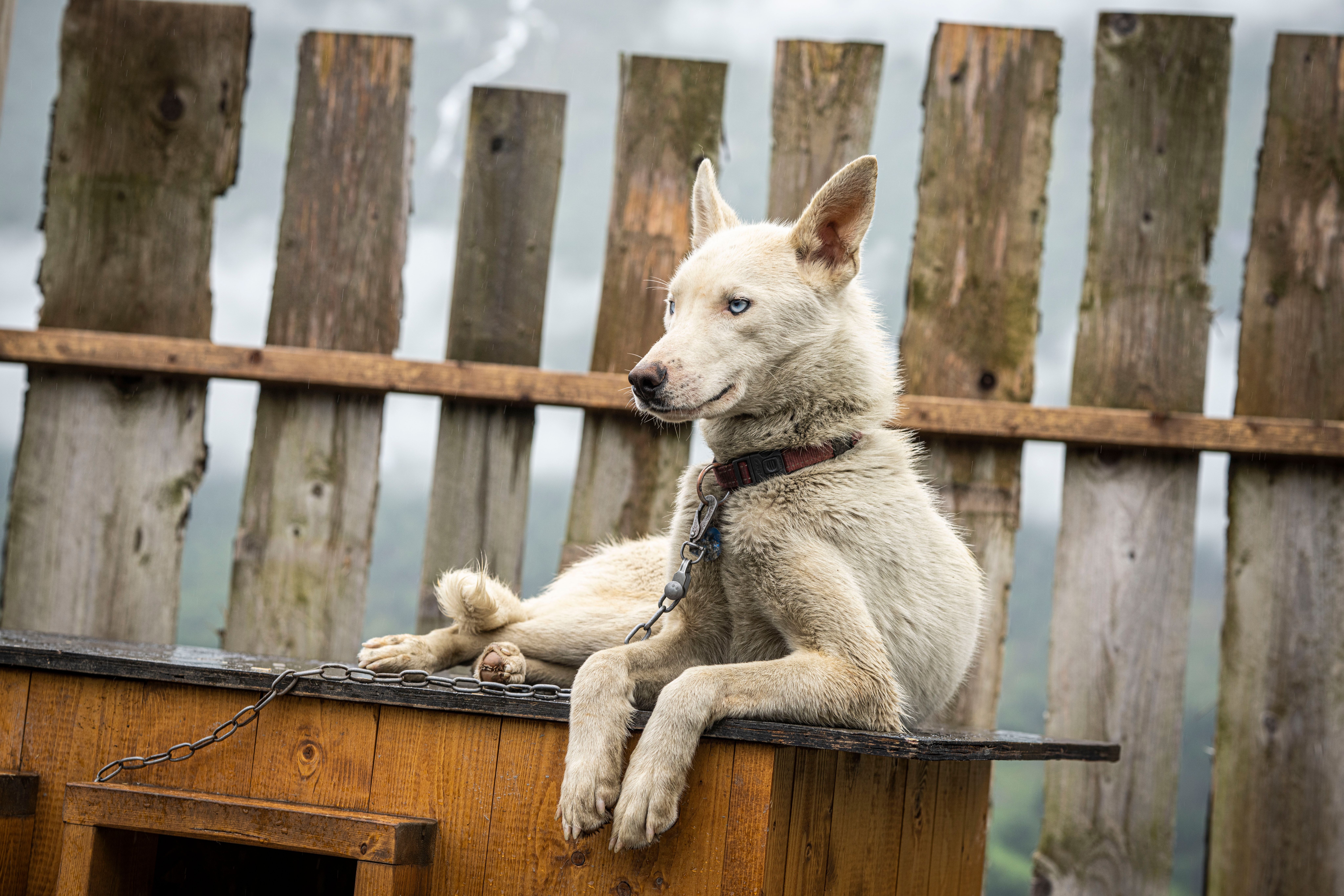 Alaskahusky på Fururabben Husky i Stryn