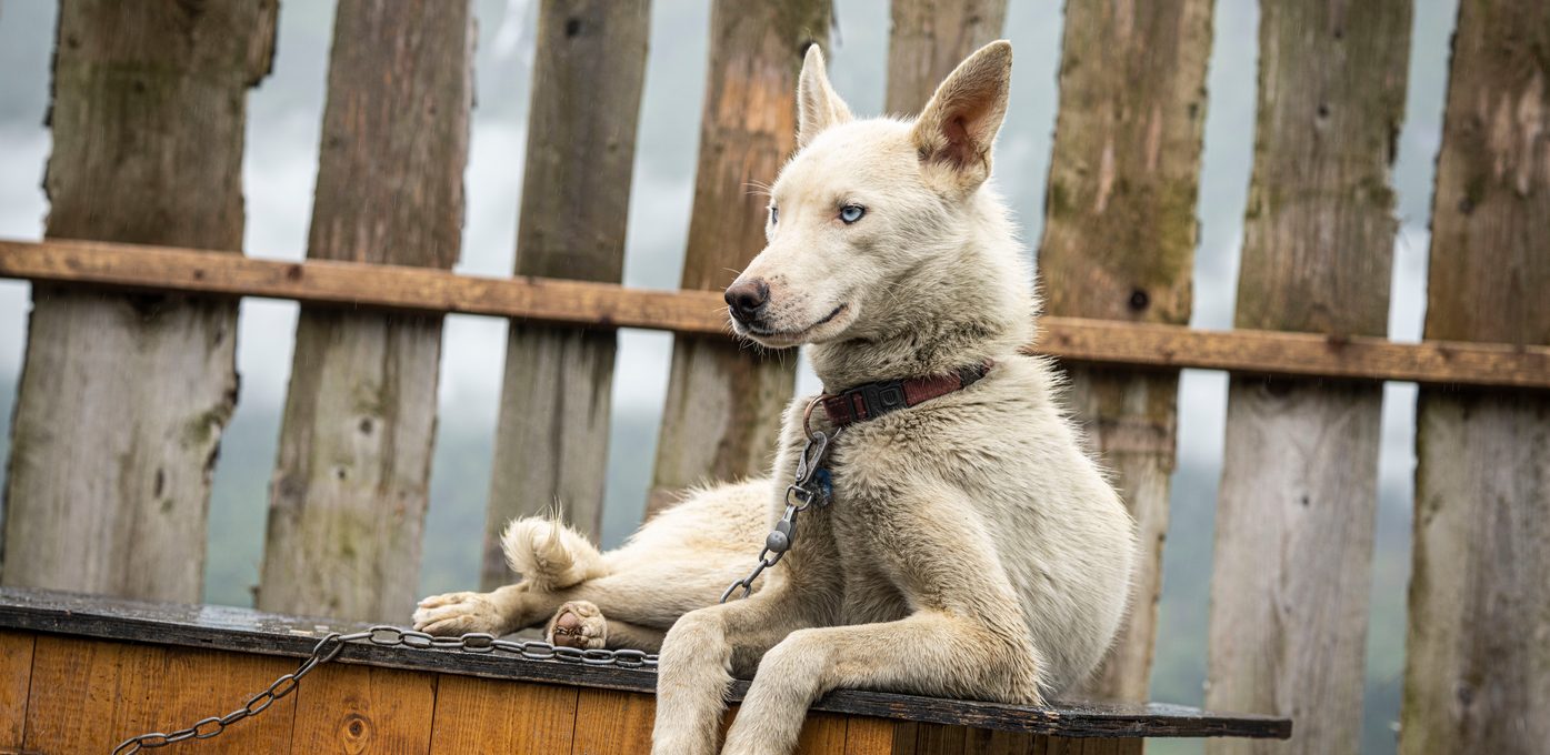 Alaskahusky på Fururabben Husky i Stryn