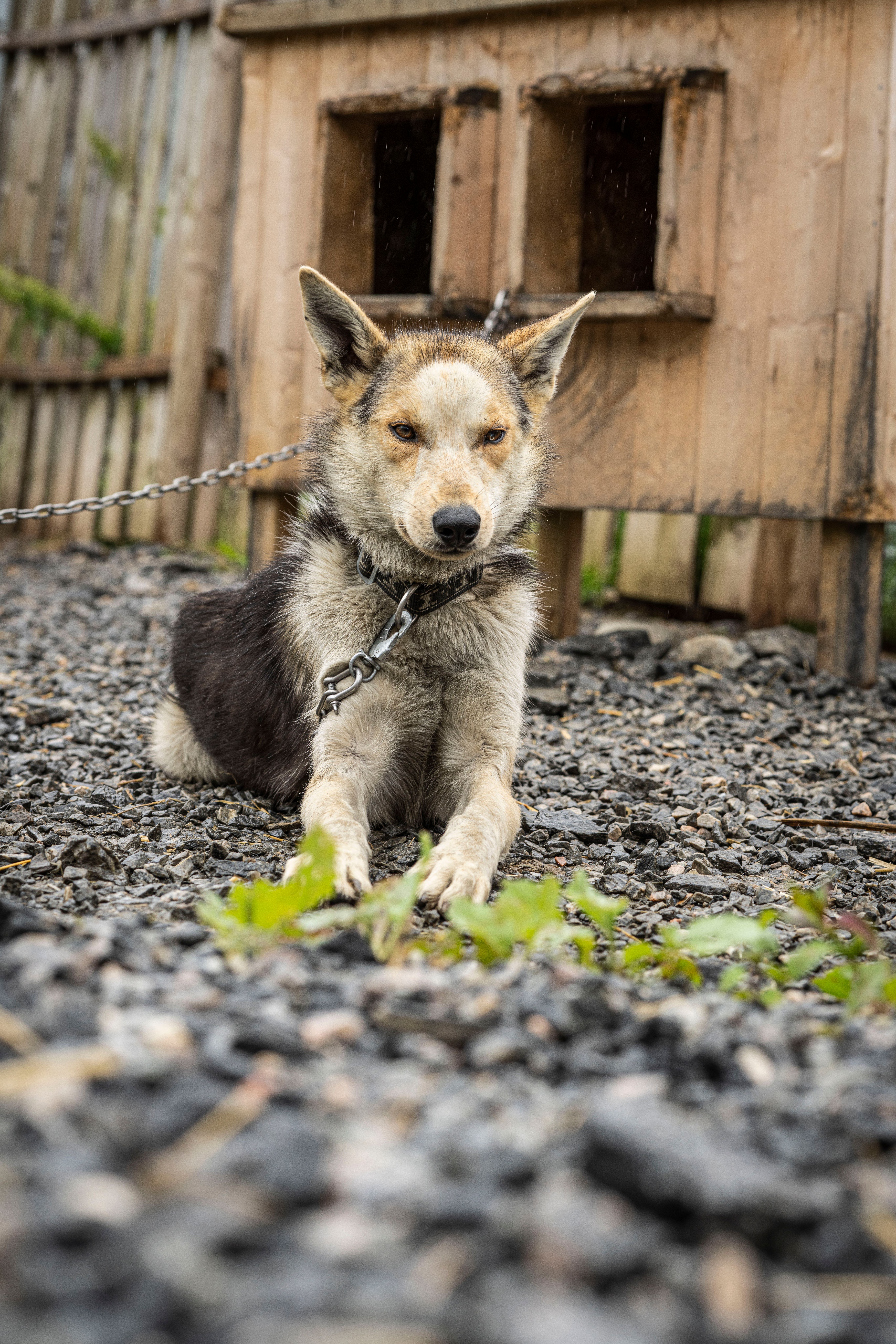 Furulabben Husky i Stryn